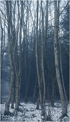 Frozen birch trees