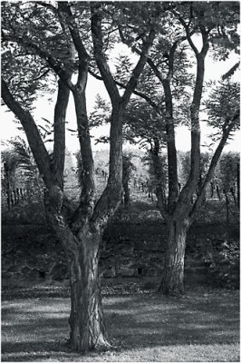 Deux arbres