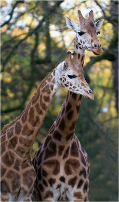 2 Giraffen