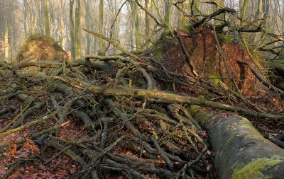 Stormdamage - Stormschade