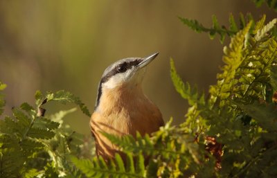 European Nuthatch - Boomklever