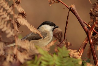 Marsh tit - Glanskop