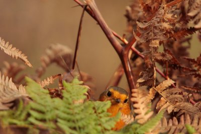 Robin - Roodborst
