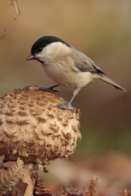 Marsh tit - Glanskop
