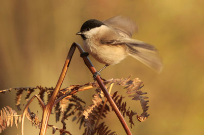 Marsh tit - Glanskop