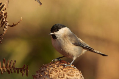 Marsh tit - Glanskop