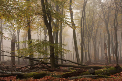 Forest reserve, fog - Bosreservaat, mist