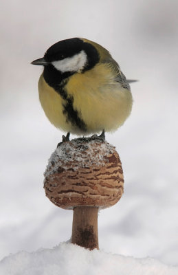 Great tit - Koolmees