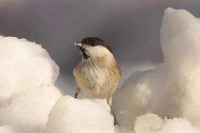 Marsh tit - Glanskop