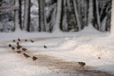 Chaffinch - Vink