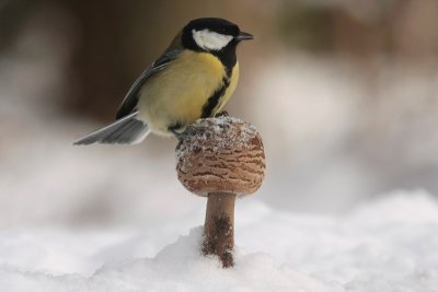 Great tit - Koolmees