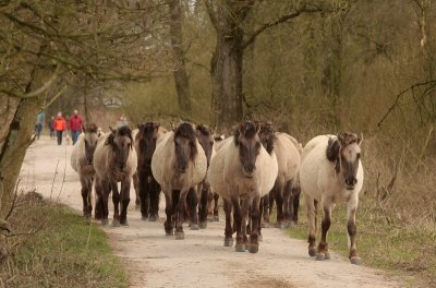 Konik