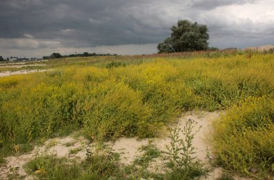 Bloemrijke Rivierduin