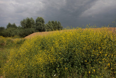 Bloemrijk grasland