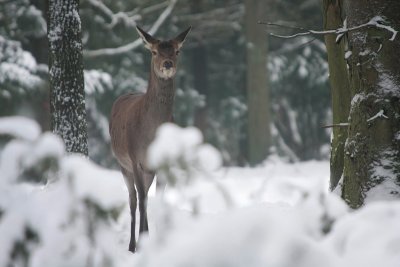 Edelhert - Red deer