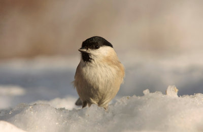Marsh tit - Glanskop
