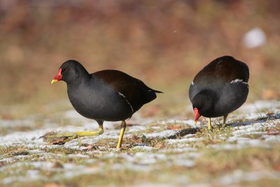 Common Moorhen - Waterhoen