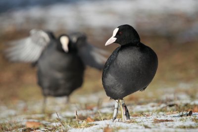 Coot - Meerkoet