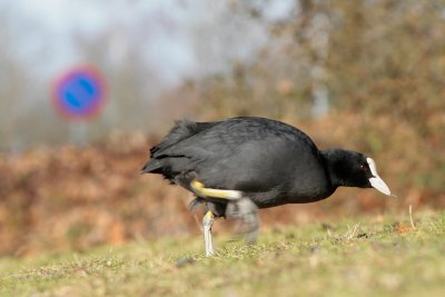 Coot - Meerkoet