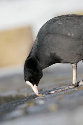 Coot - Meerkoet