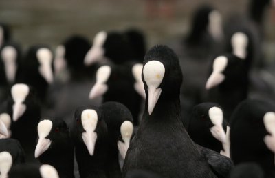 Coot - Meerkoet