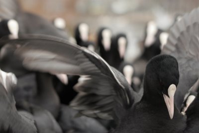 Coot - Meerkoet