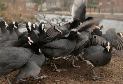 Coot - Meerkoet