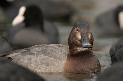 Pochard - Tafeleend