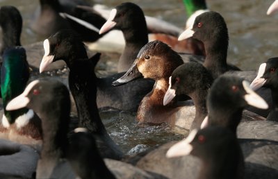Pochard - Tafeleend