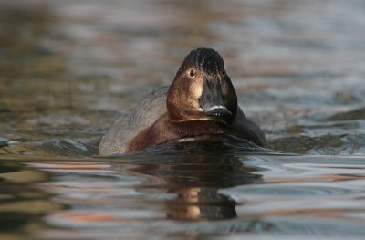 Pochard - Tafeleend