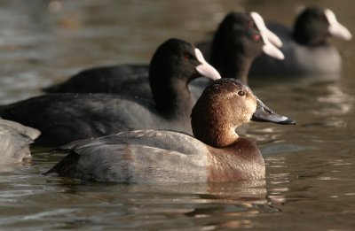 Pochard - Tafeleend