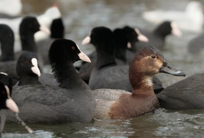 Pochard - Tafeleend