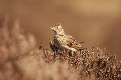 Veldleeuwerik - Sky Lark
