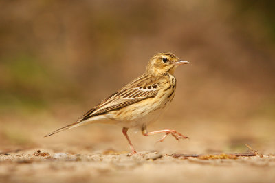 Tree Pipit - Boompieper