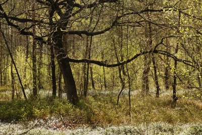 Spring Forest - Lentebos, tegenlicht