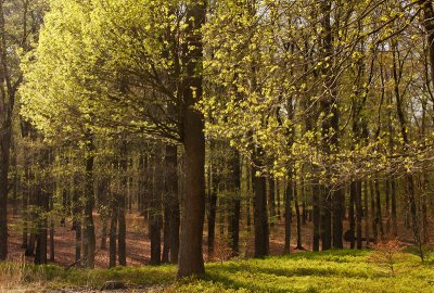 Hoog Soerensche bos