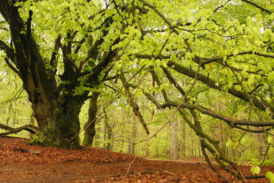 Beech at spring - Beuk, lenteblad