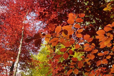 Beech, red and green - Rode en groene beuk