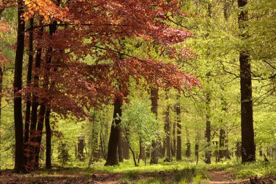 Beech, red and green - Rode en groene beuk