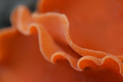 Orange peel fungus - Oranje Bekerzwam