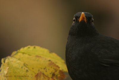 Black bird - Merel