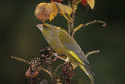 Greenfinch - Groenling