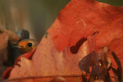 Robin - Roodborst