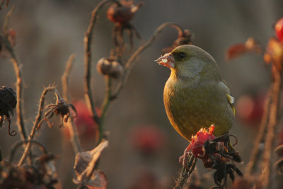 Greenfinch - Groenling