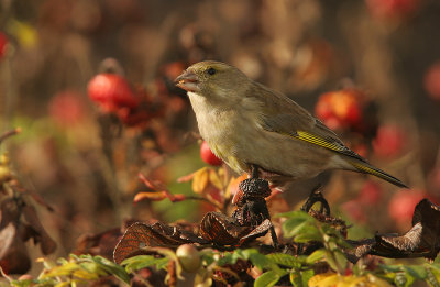 Greenfinch - Groenling