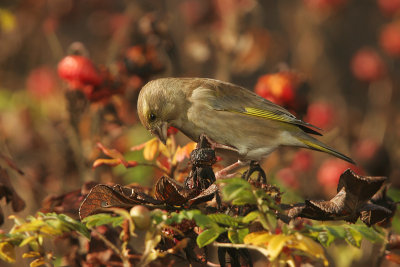 Greenfinch - Groenling