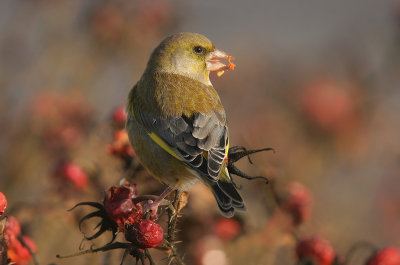 Greenfinch - Groenling