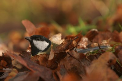 Great tit - Koolmees