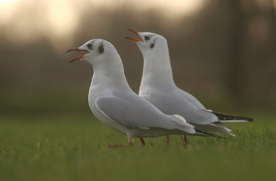 Baltsende kokmeeuwen