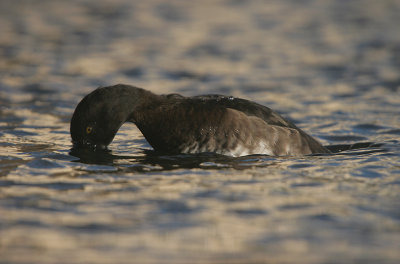 Tufted duck - Kuifeend